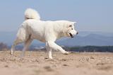 AKITA INU 149